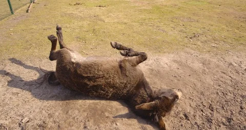 4K - Donkey lying on the ground Stock Footage 88661851