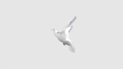 4K Dove White Alpha and Matte Loop Stock Footage
