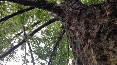 4K. Downward movement along the trunk of a lush green beautiful tree. A bottom Stock Footage 133121787