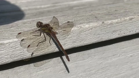 4K dragon fly closeup, as it flew up to catch a fly and came back again Stock Footage 214081299