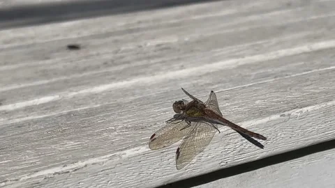 4K dragon fly closeup stalking the fly from afar Stock Footage 214081255