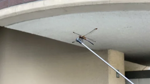 4K A Dragonfly Against Strong Wind on a Car Antenna Stock Footage 138240264
