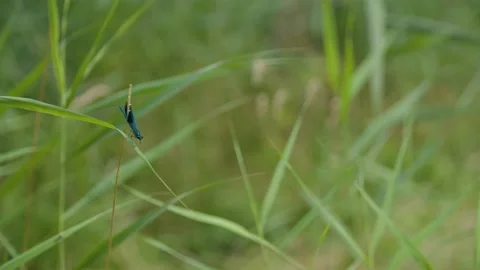 4K - Dragonfly - Flying away Stock Footage 239049421