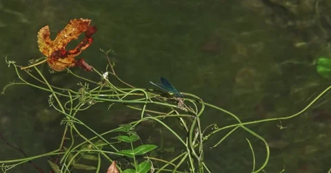 4K Dragonfly resting Stock Footage 46029071