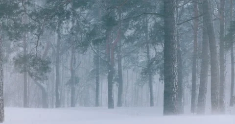 4K Dramatic Snowy White Forest In Winter Frosty Day. Snowing In Winter Frost Stock Footage 150075237