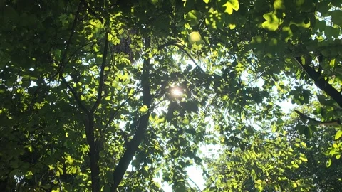 4K Dreamy Sunlight Through Tree Canopy for Relaxation Stock Footage 317098209
