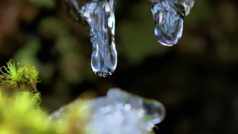 4K Dripping in the Forest: The Approach of Spring in Every Drop 库存影片 306169830
