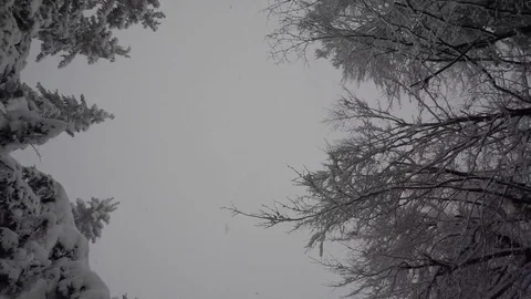 4K. Driving car under trees in snow storm Stock Footage 82366643
