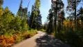 4K Driving through Foliage 14 Grand Canyon North Rim Aspen Forest 4k or 4k+ Resolution