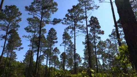 4K Driving Through a Forest on a Sunny Day Stock-Footage 111276436