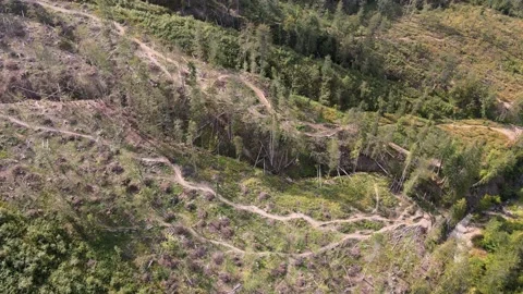 4K Drone Aerial flying forward over a felled forest with fallen and uprooted Stock Footage 140274524