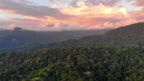 4K Drone aerial landscape view of epic tropical jungle forest, after sunset Video stock 154355142