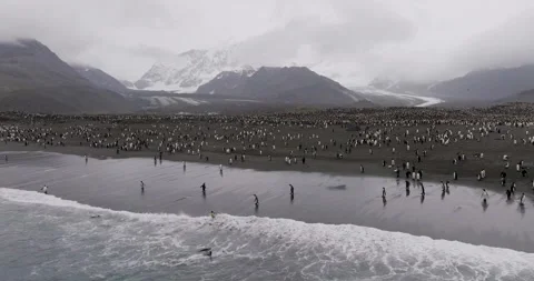 4K Drone Aerial of Massive King Penguin Colony in South Georgia, Antarctica  Stock Footage 316412792