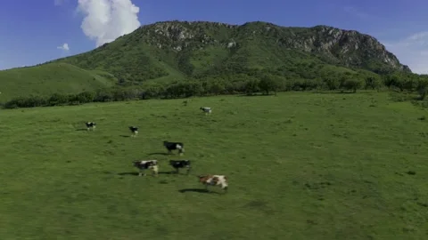 4K Drone Aerial Of The Mountain Cows on the Beautiful Shymknet Mountain Range. 스톡 동영상 167367115