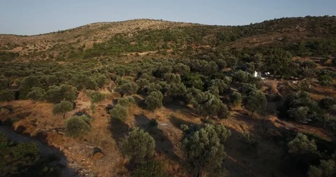 4K Drone Aerial of olive tree fields, Greece Stock Footage 125595360