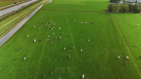 4K Drone Aerial Over Cows on Green Field – Netherlands Video stock 317847648