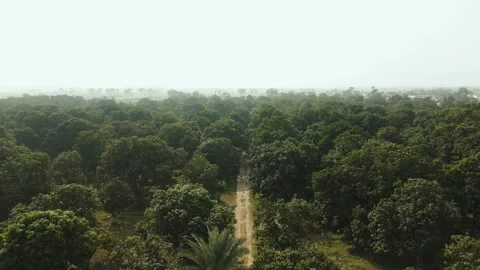 4K Drone Aerial View of Mango Orchard Plantation Vídeo Stock 331175008