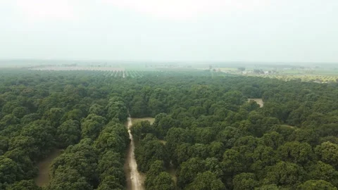 4K Drone Aerial View of Mango Orchard Plantation Видео 331175740