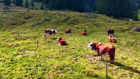 4K Drone Approaching Cows Resting in Alpine Mountain Pasture Stock Footage 330195836