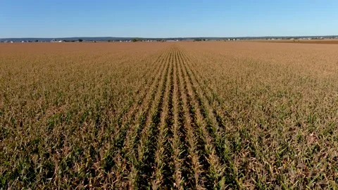 4K drone ascending over a corn crops field in rural area. Video stock 161522391