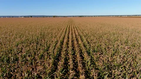 4K drone ascending over a corn crops field in rural area. Vídeos de archivo 164000954