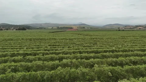 4K Drone: Ascent and left pan over olive plantation landscape. Stock Footage 333610934