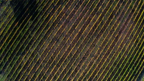 4K drone background footage of rows of vineyard at sunset hour Video stock 172344386