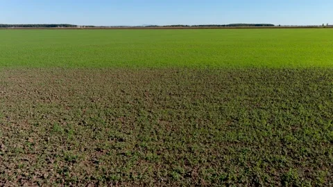 4K drone backward flying over a wheat crops field in rural area.. 스톡 동영상 161522466