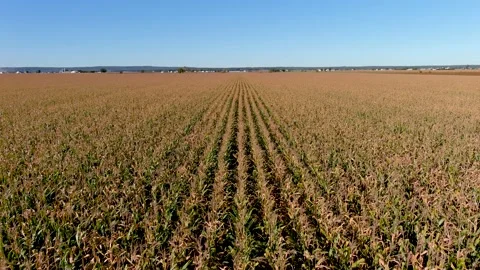 4K drone backward flying over corn crops field in rural area. Stock Footage 163770975
