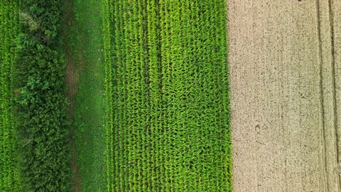 4K Drone Bird’s-Eye View Flying Over Summer Farmland and Crop Fields Video stock 328517172