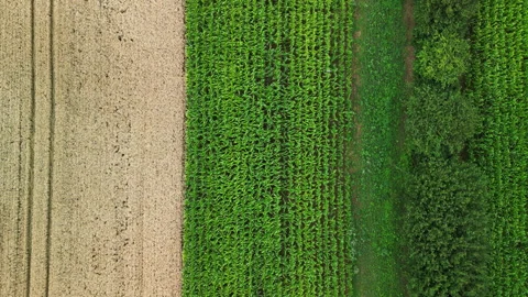 4K Drone Bird’s-Eye View Descending Over Summer Farmland with Tilt-Up Reveal Video stock 328518259