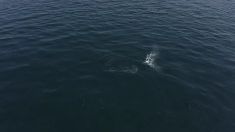 4K drone bottlenose dolphins breaching off the UK coast 스톡 동영상 321647147