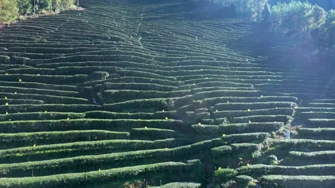 4K Drone Capture of Vast Tea Fields with Mountain Harvesting and Organic Video stock 319608474