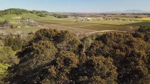 4K Drone climbs next to trees to reveal vineyards in valley below Видео 114522362