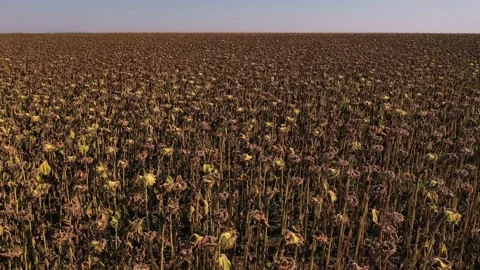 4k drone clip showing severe drought conditions affecting the sunflower crops Video stock 130220114