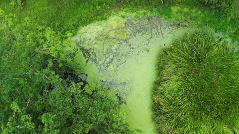 4K Drone Close-Up Bird's-Eye View Descending and Rotating Over Pond Video stock 328428896