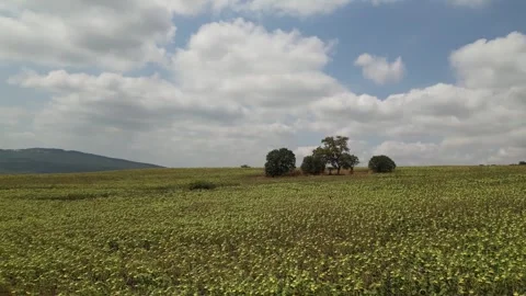 4K Drone Close-Up Pullback Shot Revealing Bright Sunflower Field Stock Footage 322711748