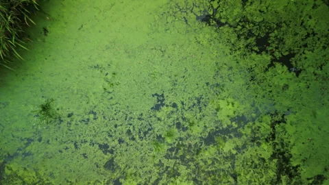 4K Drone Close-Up Pulling Out Over Algae-Covered Pond in Summer Video stock 328514854