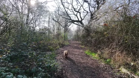 4k Drone Dog Walking Through Woods in Early Spring Video stock 330182503
