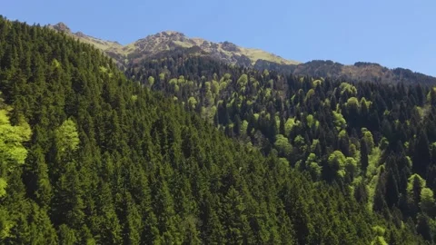 4k drone -  eyes in the forest Video stock 155814919