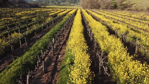 4K drone flies across dormant vineyard rows with mustard planted between vines Stock Footage 114512731