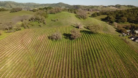 4K drone flies backwards over vineyard rows,  revealing rows of grapevines Stock Footage 114543029