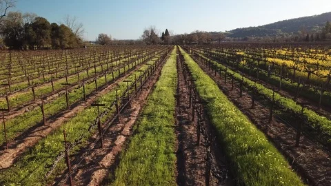 4K drone flies down vineyard row; climbs as it flies away from camera Stock Footage 114510931