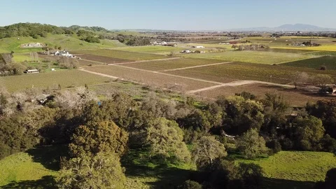 4K Drone flies over trees towards vineyards in valley below Stock Footage 114522522