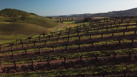 4K drone flies over vineyard rows, revealing valley beyond 스톡 동영상 114511355