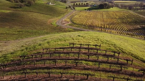 4K drone flies over vineyard rows, revealing valley beyond Stock Footage 114511560