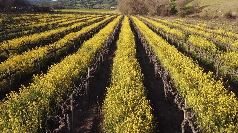 4K drone flies over vineyard showing mustard plant growing between rows Stock Footage 114519699