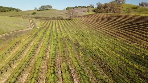 4K drone flies over vineyard rows Stock-Footage 114543565