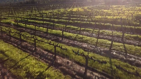4K drone flies quickly over dormant vineyard rows (flies diagonally) Stock-Footage 114512562