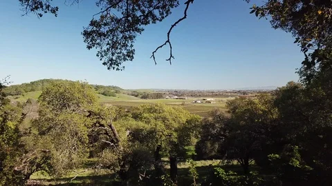4K Drone flies through tree foliage revealing vineyards in valley below Video stock 114522070